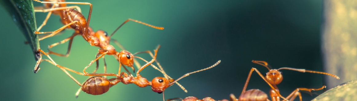 Soluzione per eliminare le formiche, per giardino e casa, esca in granuli e  trappole, Kit Nexa antiformiche